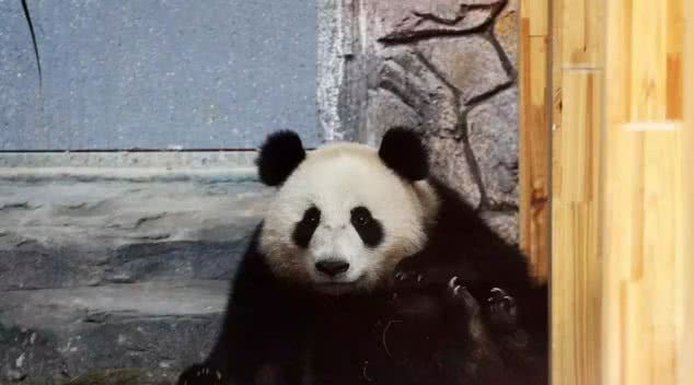 爱保中华大熊猫苑