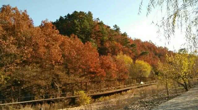 桃园玫瑰小镇景区