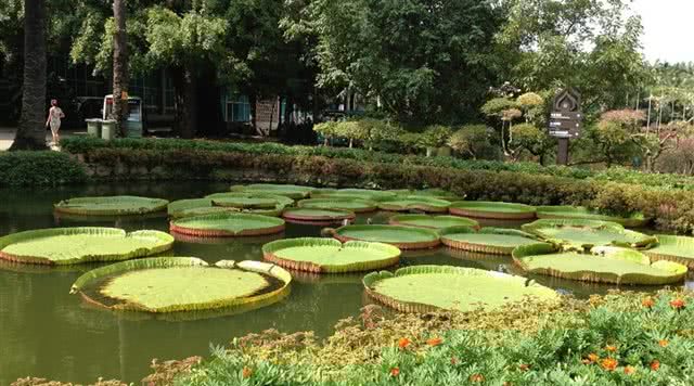 西双版纳热带花卉园