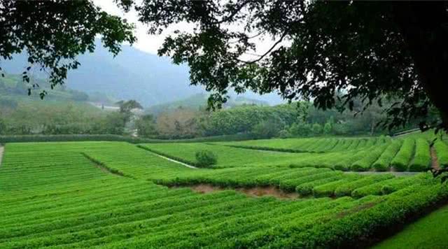雁南飞茶田景区