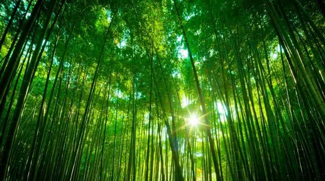 竹洞天