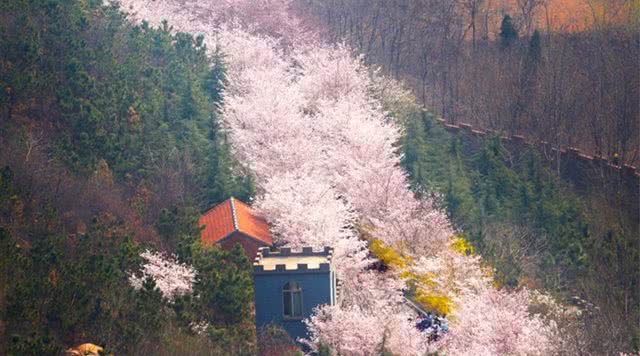 樱花山风景区